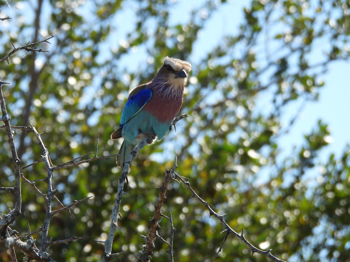 ライラックニシブッポウソウ（caudatus） - ML620382714