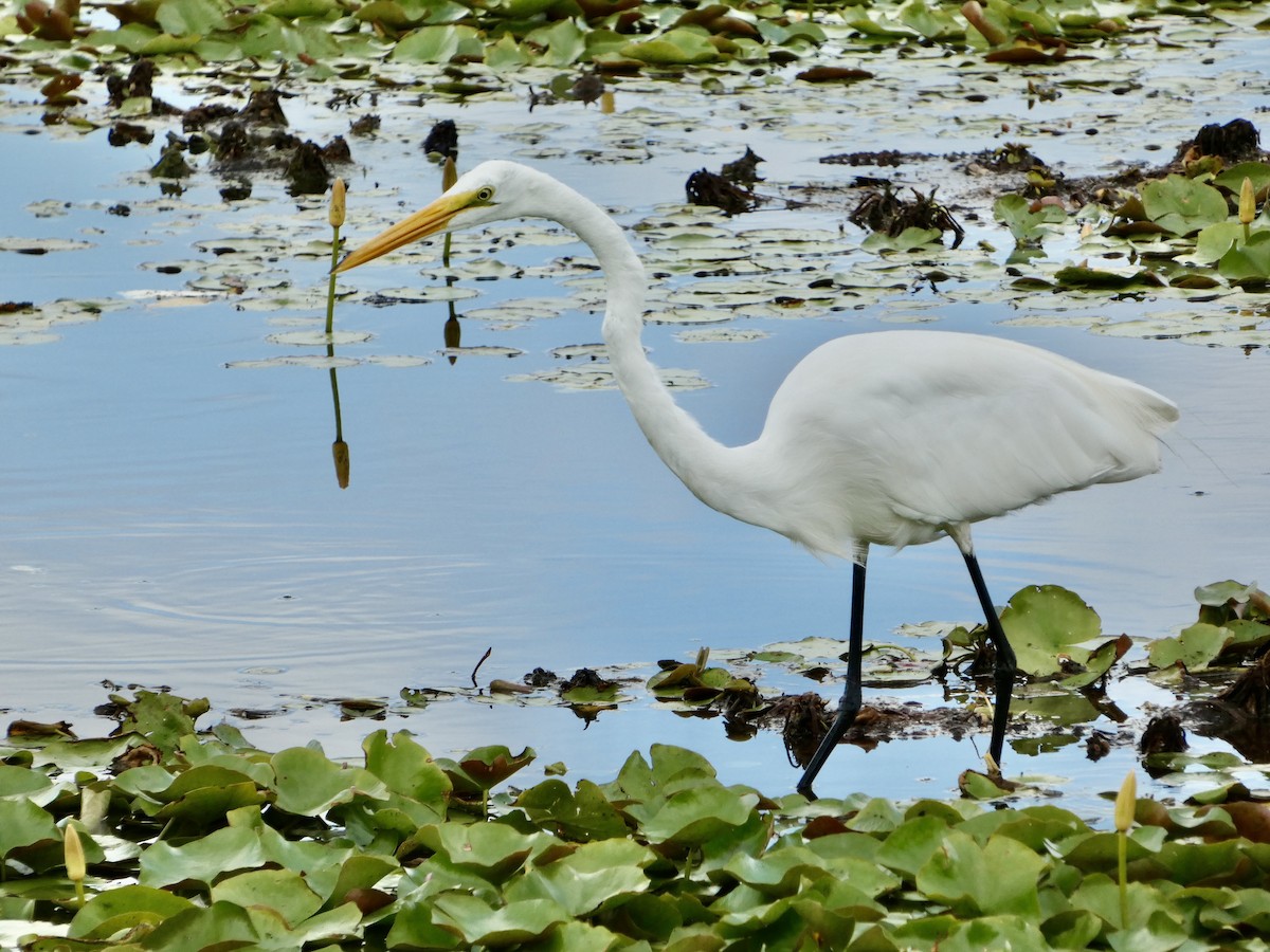 Great Egret - ML620382716