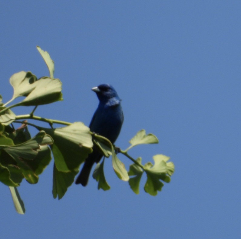 Passerin indigo - ML620382721