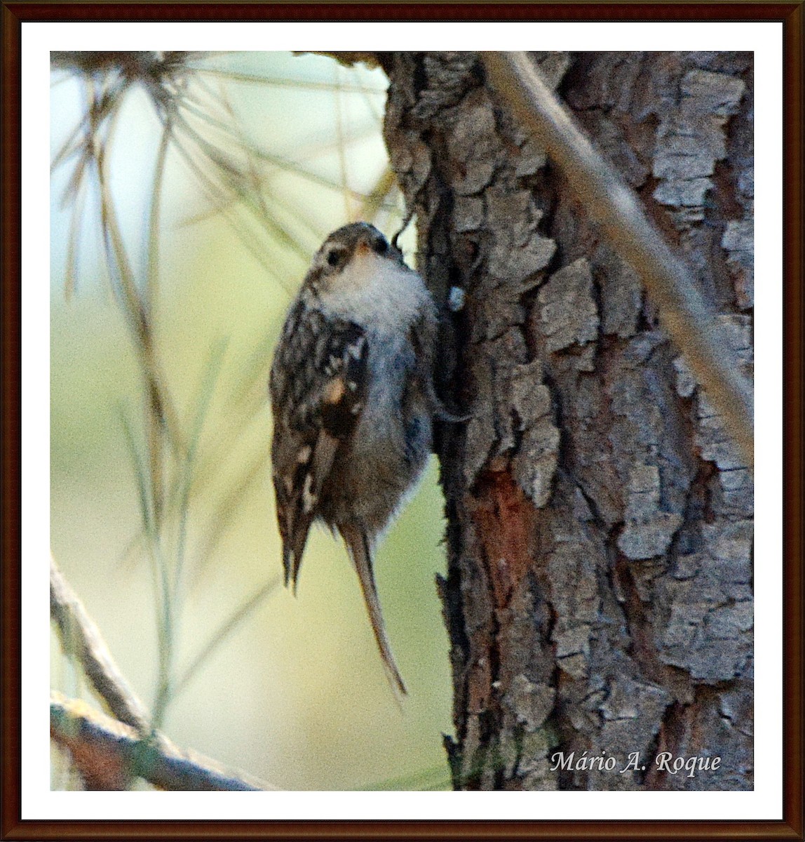 Short-toed Treecreeper - ML620382731