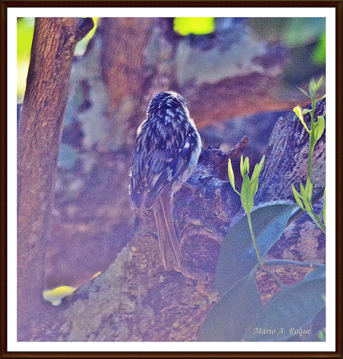 Short-toed Treecreeper - ML620382732