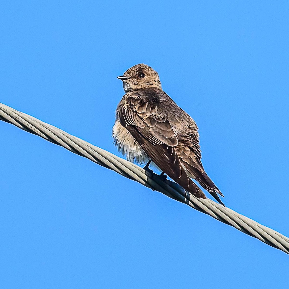 Northern Rough-winged Swallow - Clark Johnson