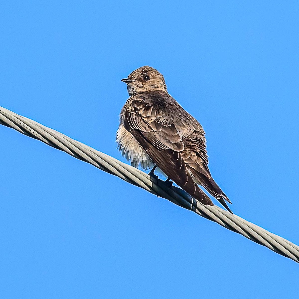 Hirondelle à ailes hérissées - ML620382733