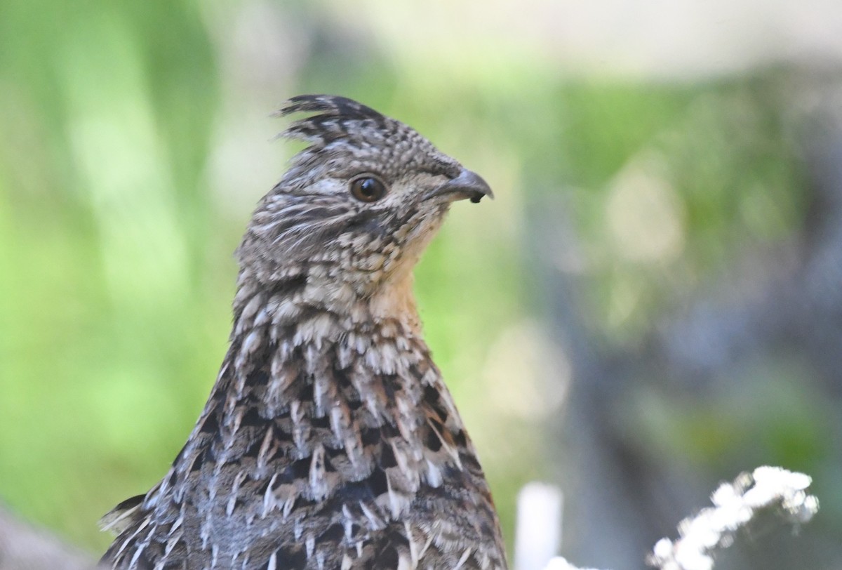 Ruffed Grouse - ML620382739