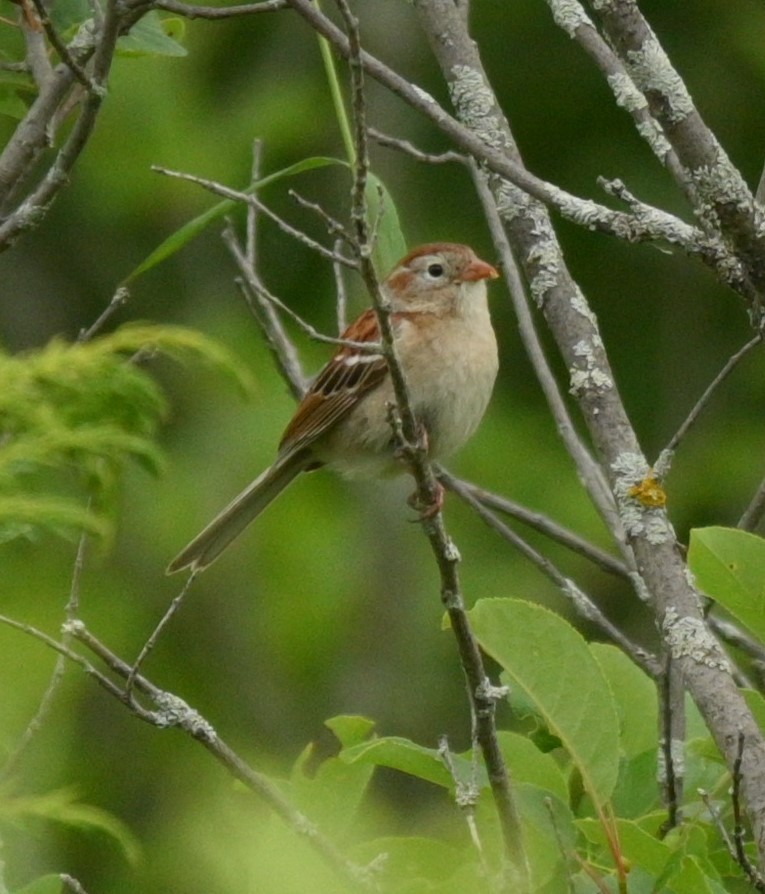 Field Sparrow - ML620382740