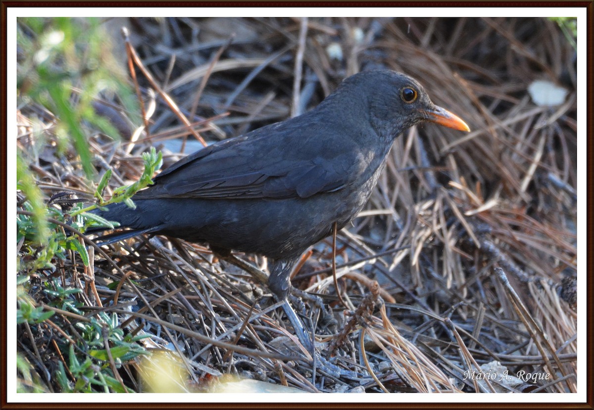 Eurasian Blackbird - ML620382749