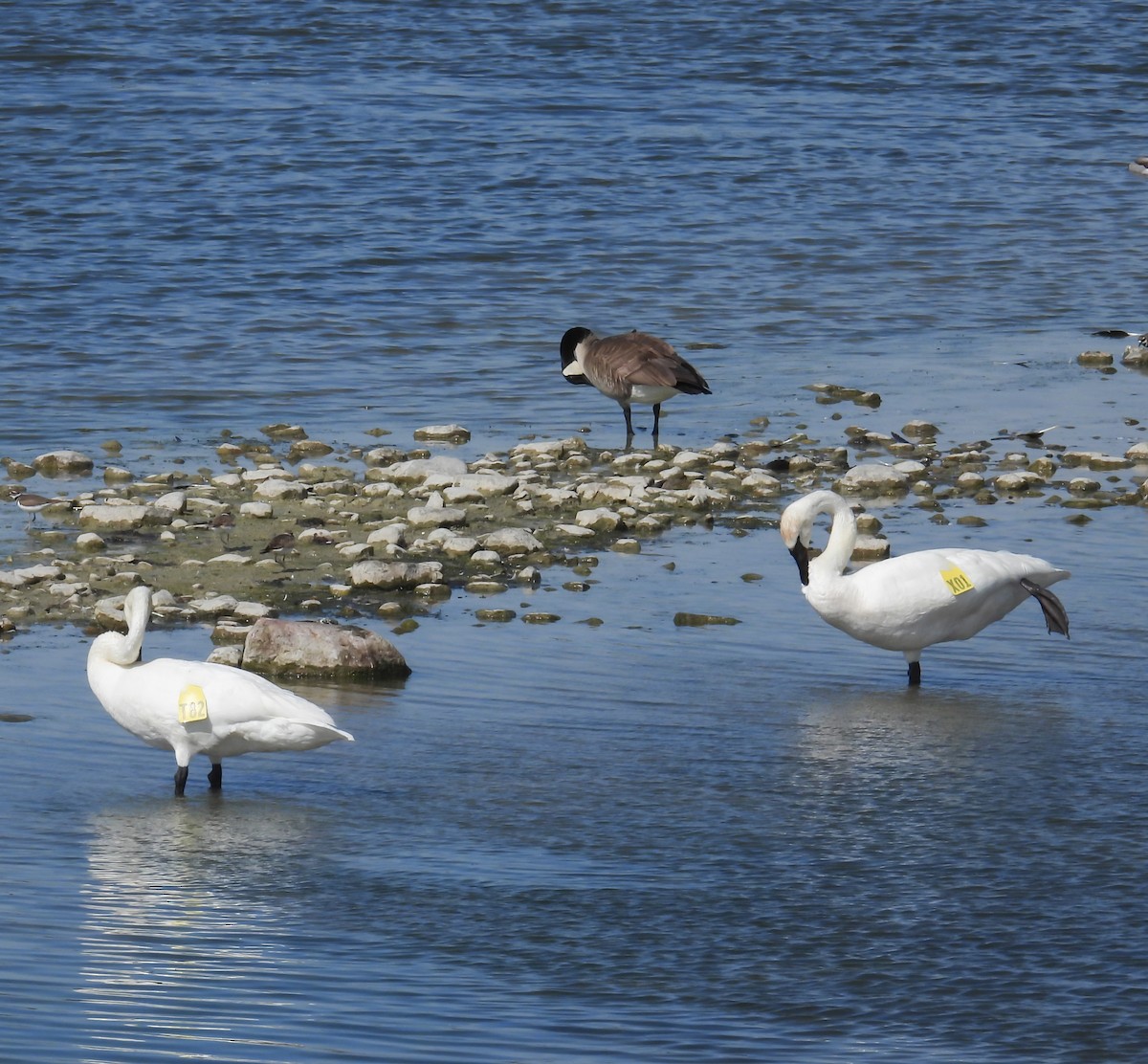 Trumpeter Swan - ML620382761