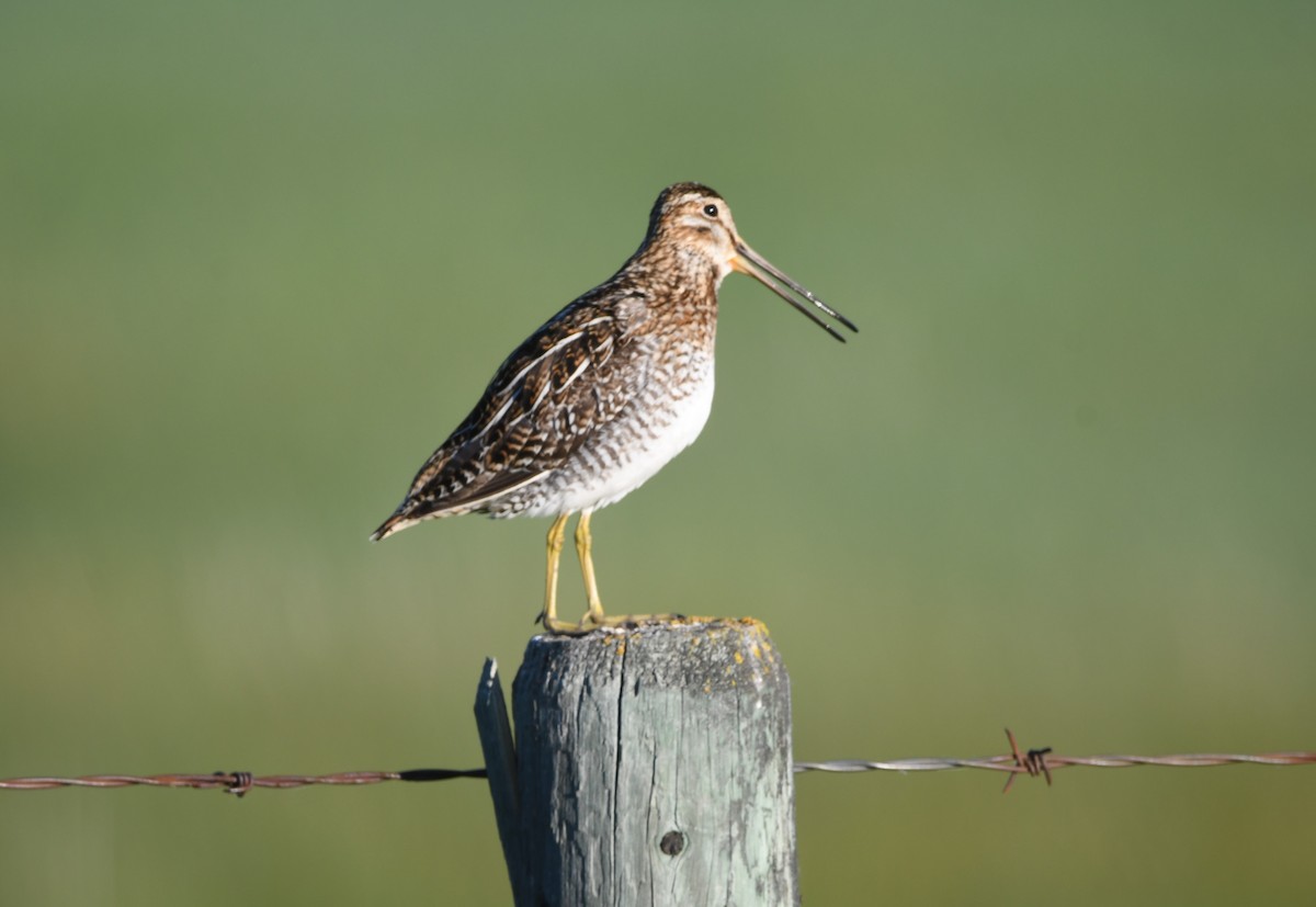 Wilson's Snipe - ML620382765