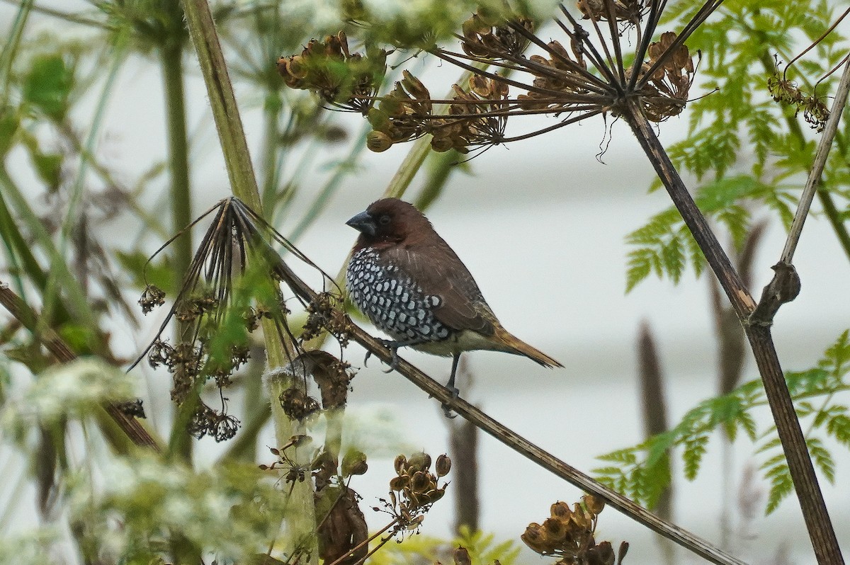 Scaly-breasted Munia - ML620382767