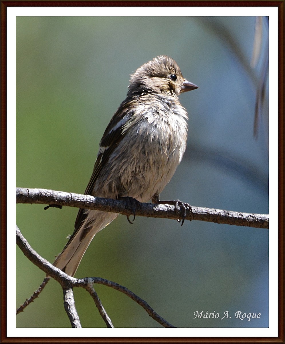 Common Chaffinch - ML620382773