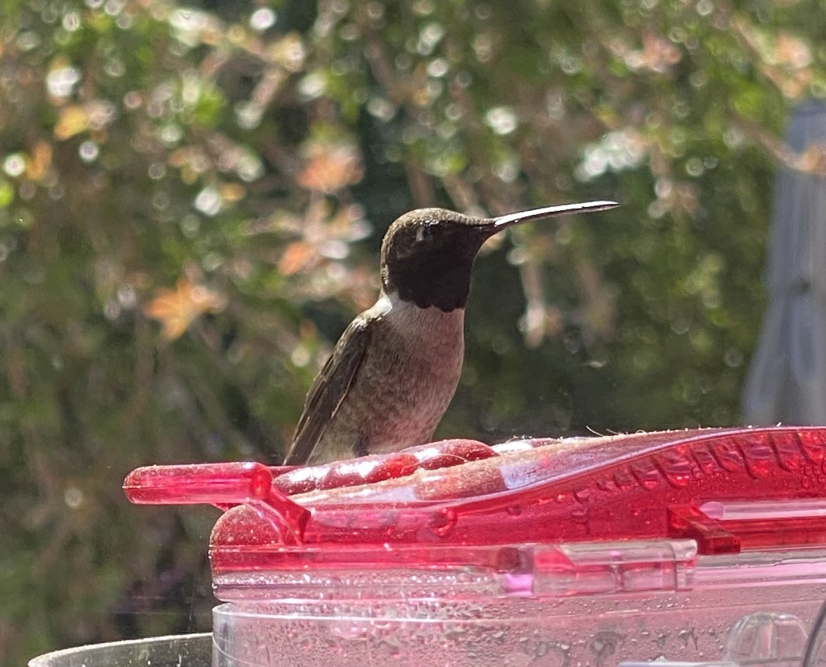 Black-chinned Hummingbird - ML620382814