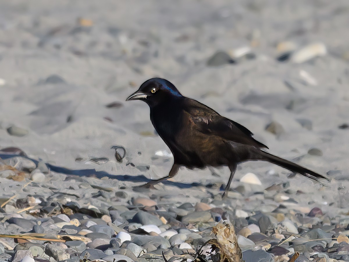 Common Grackle - ML620382823