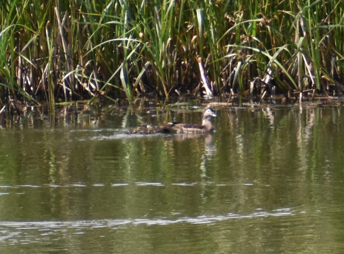 Wood Duck - ML620382833