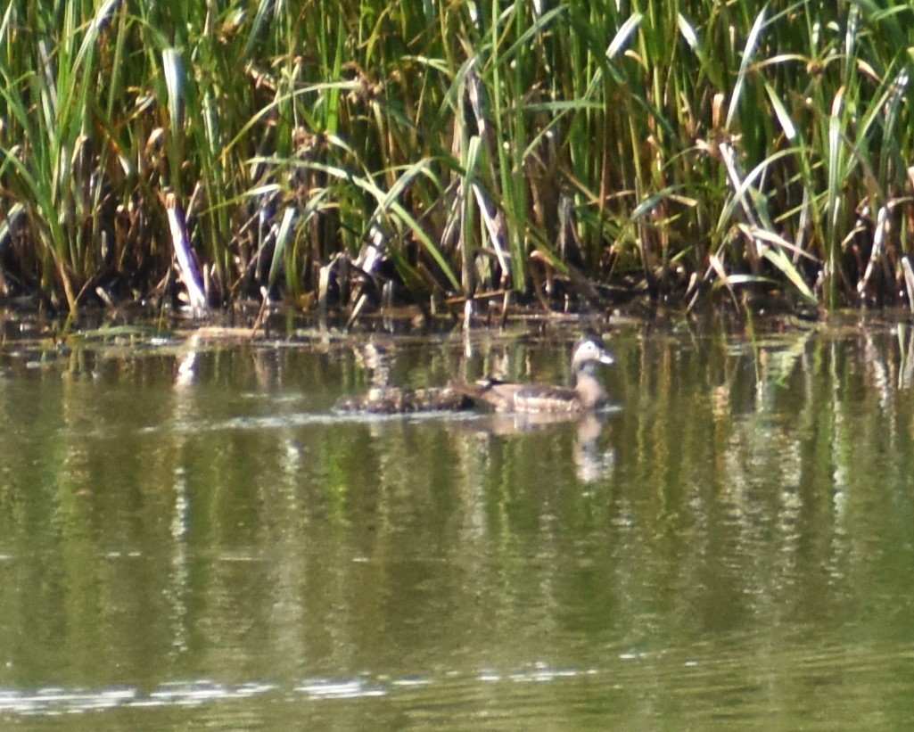 Wood Duck - ML620382836