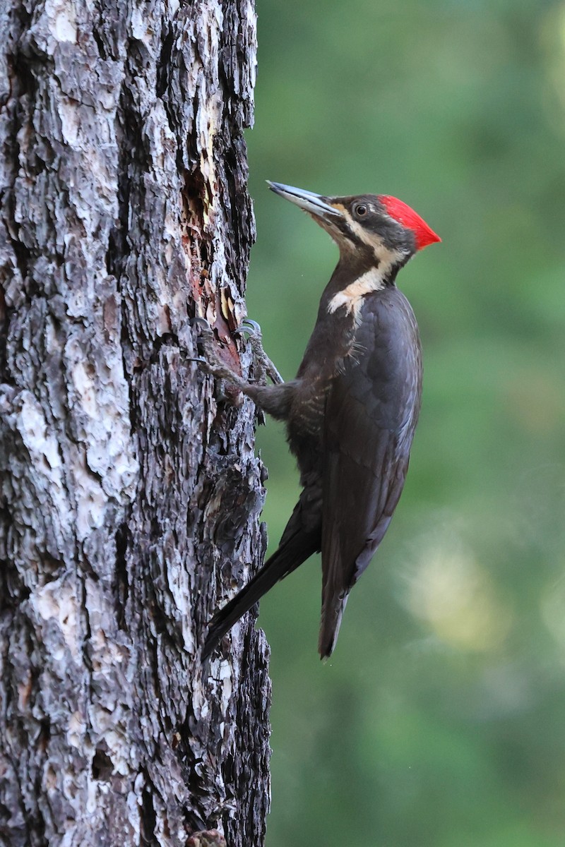 Pileated Woodpecker - ML620382842
