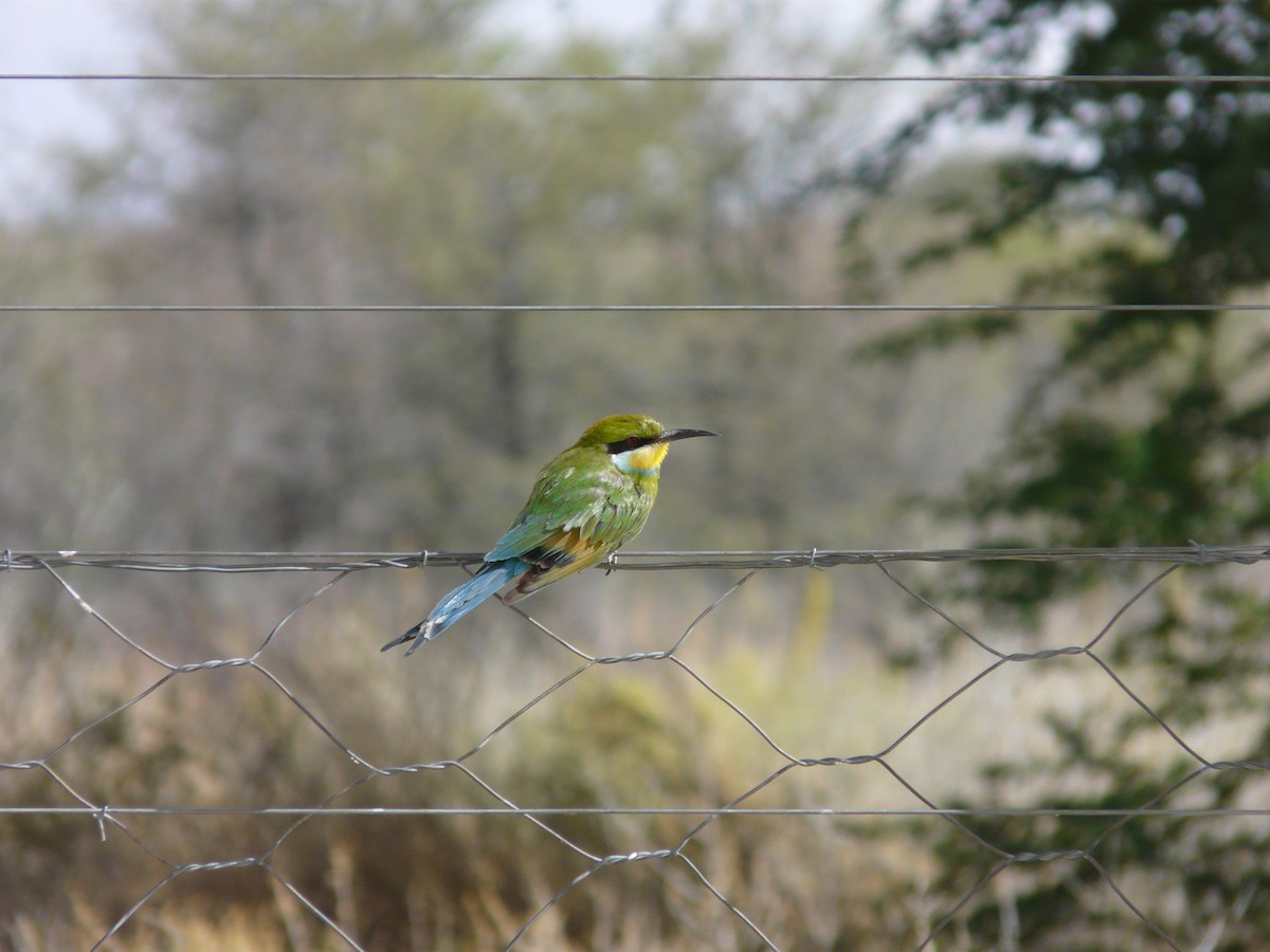 Swallow-tailed Bee-eater - ML620382843