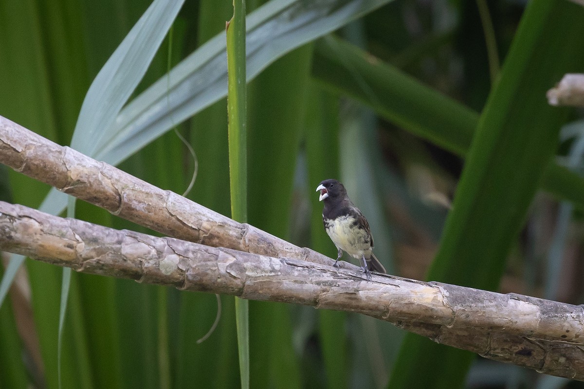 Yellow-bellied Seedeater - ML620382844