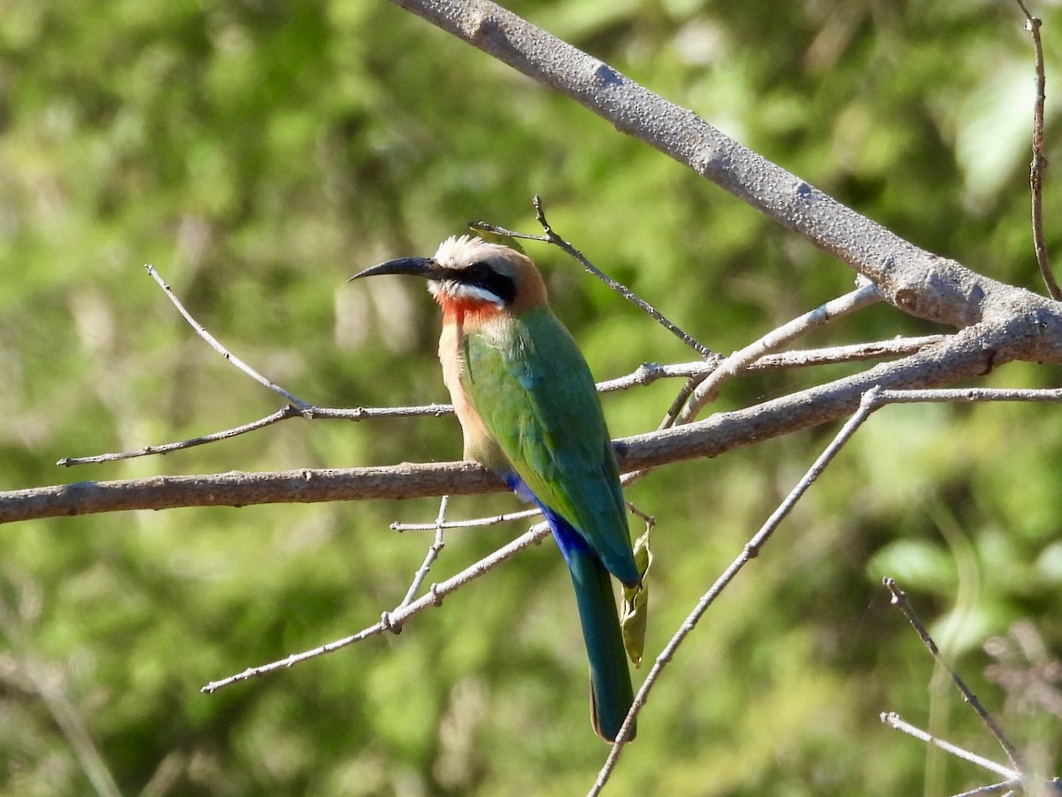 White-fronted Bee-eater - ML620382849
