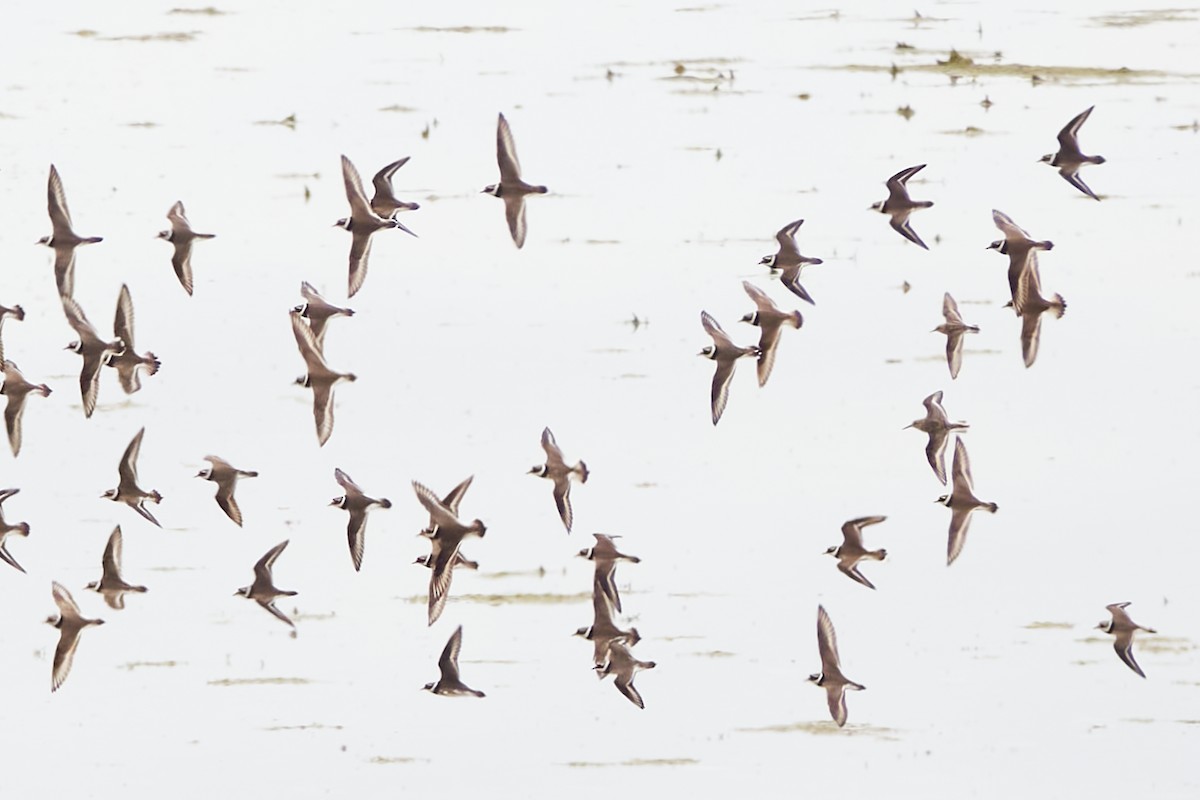 Common Ringed Plover - ML620382850