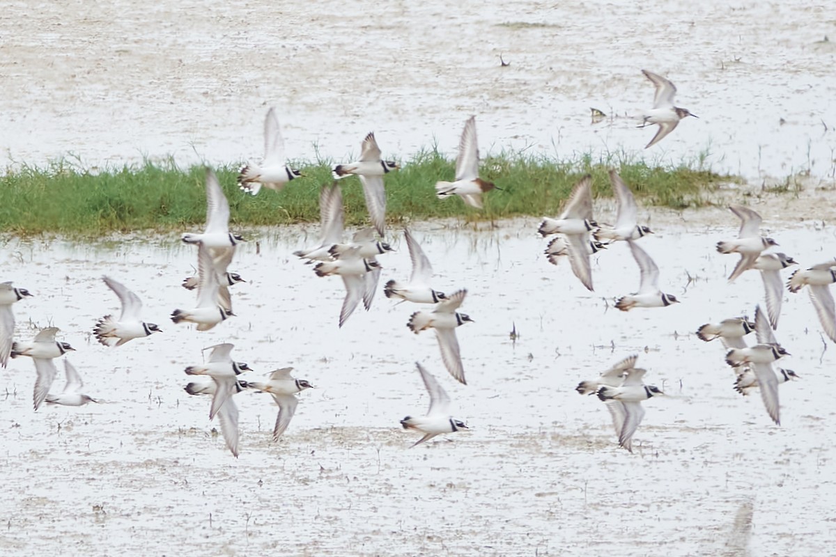 Common Ringed Plover - ML620382854