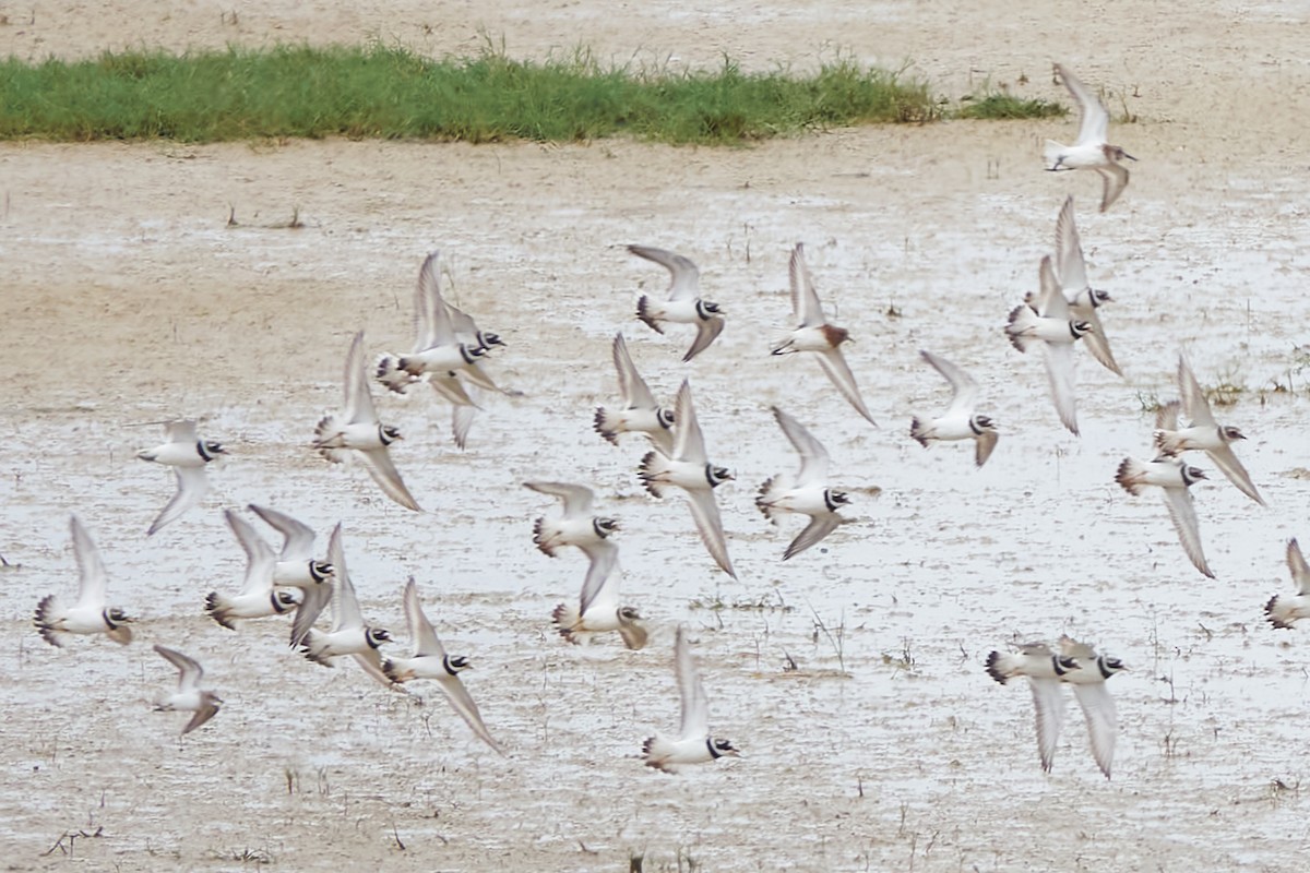 Common Ringed Plover - ML620382855