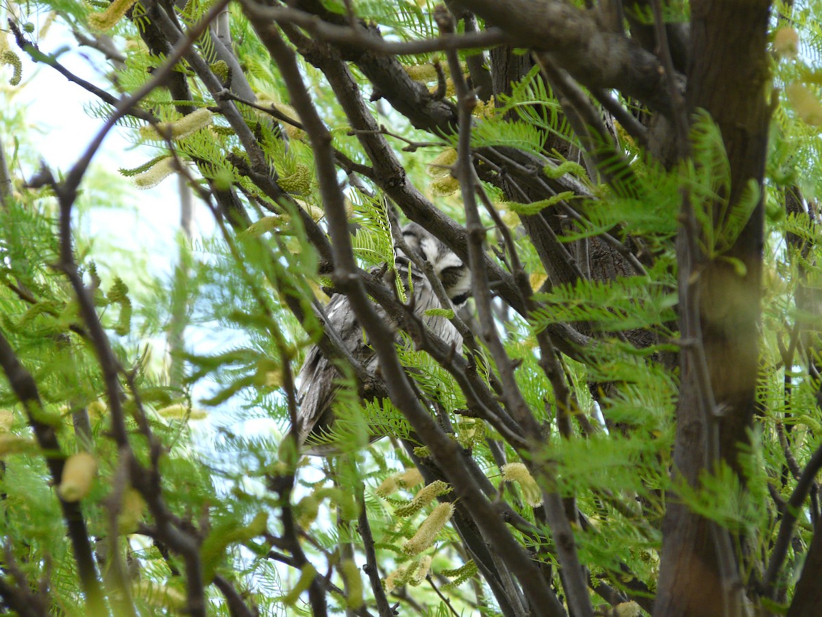 Southern White-faced Owl - Bev Agler