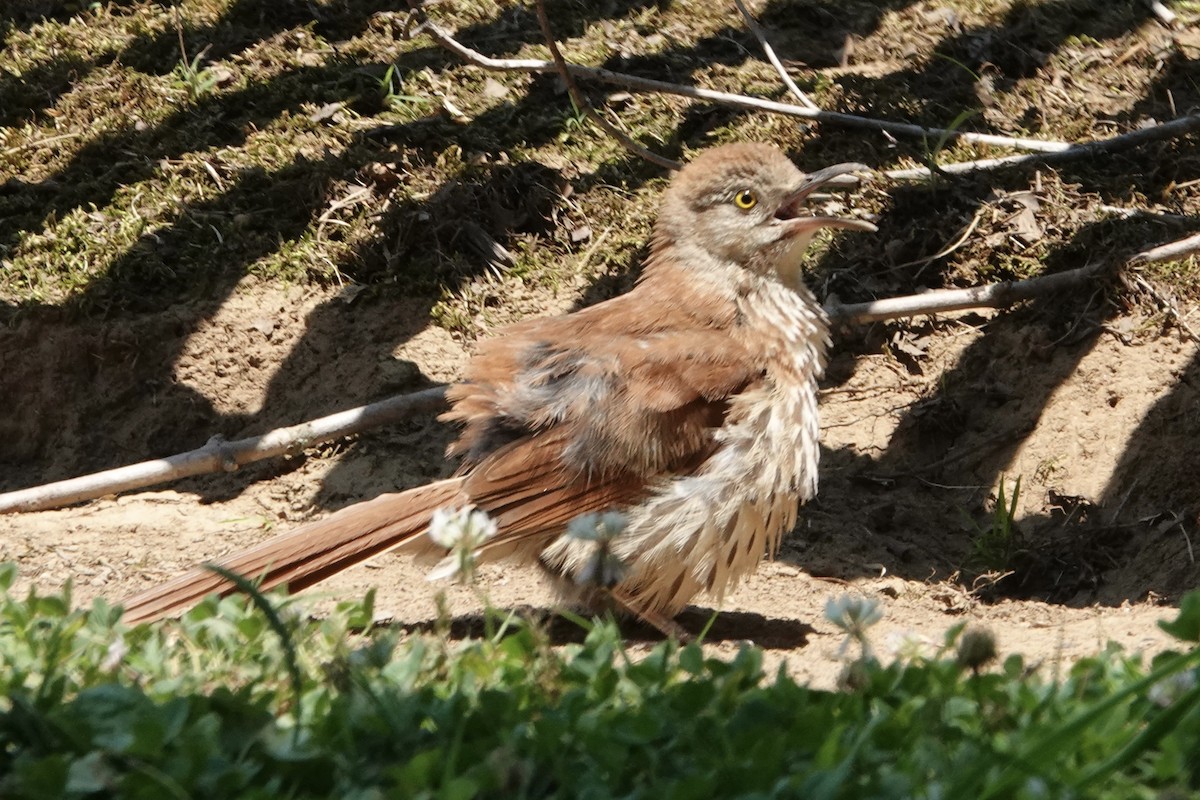 Brown Thrasher - ML620382862