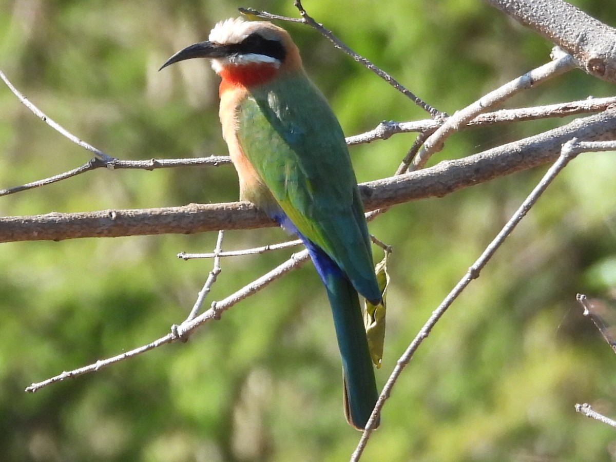 White-fronted Bee-eater - ML620382865