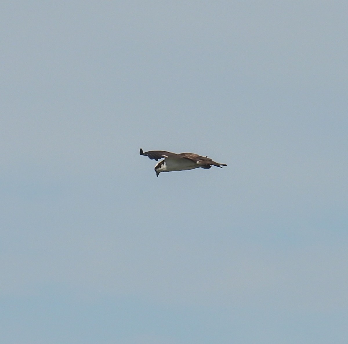 Balbuzard pêcheur - ML620382868