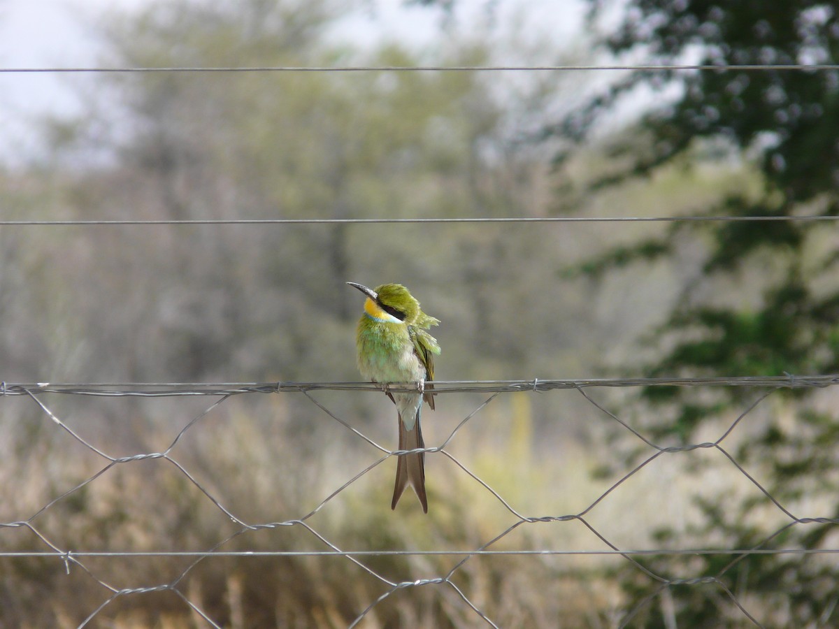 Swallow-tailed Bee-eater - ML620382870