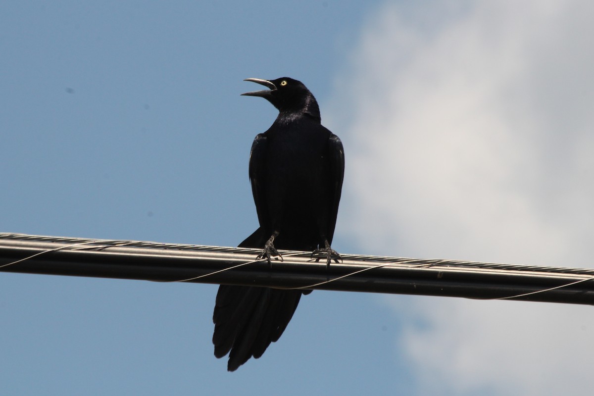 Great-tailed Grackle - ML620382880