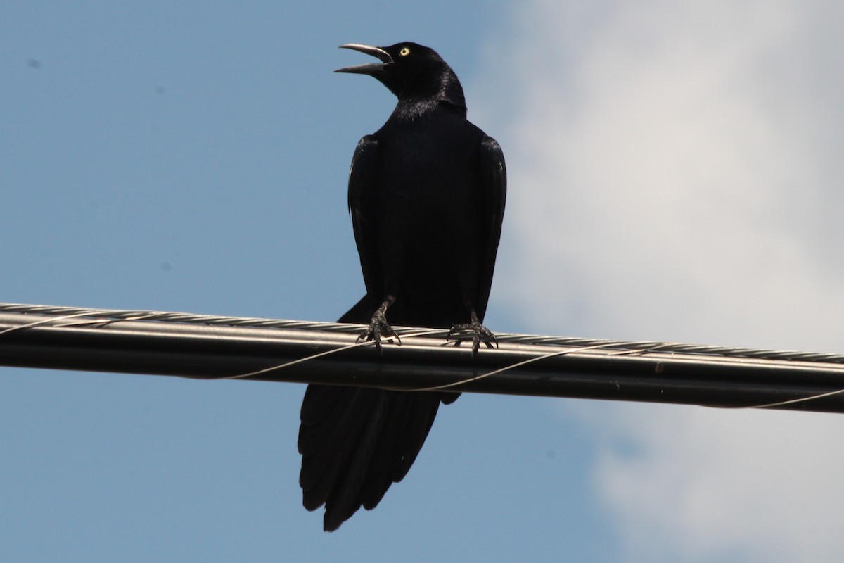 Great-tailed Grackle - ML620382881