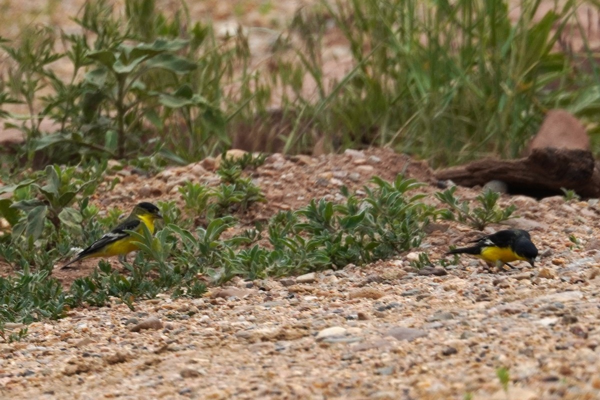 Lesser Goldfinch - ML620382883