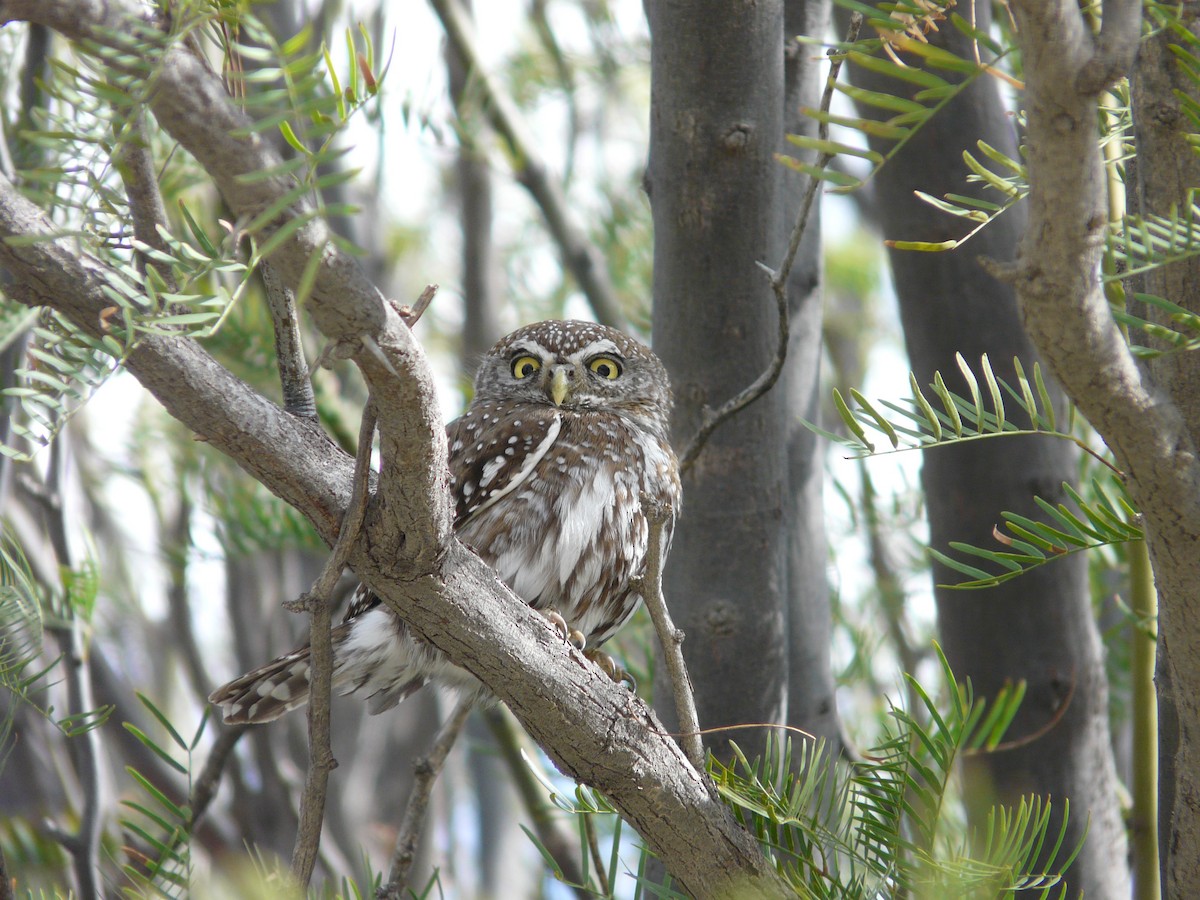 Pearl-spotted Owlet - ML620382884