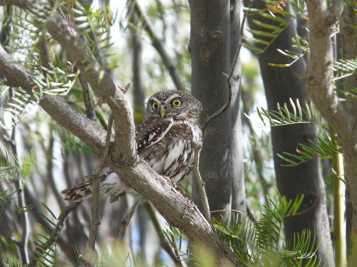 Pearl-spotted Owlet - ML620382885