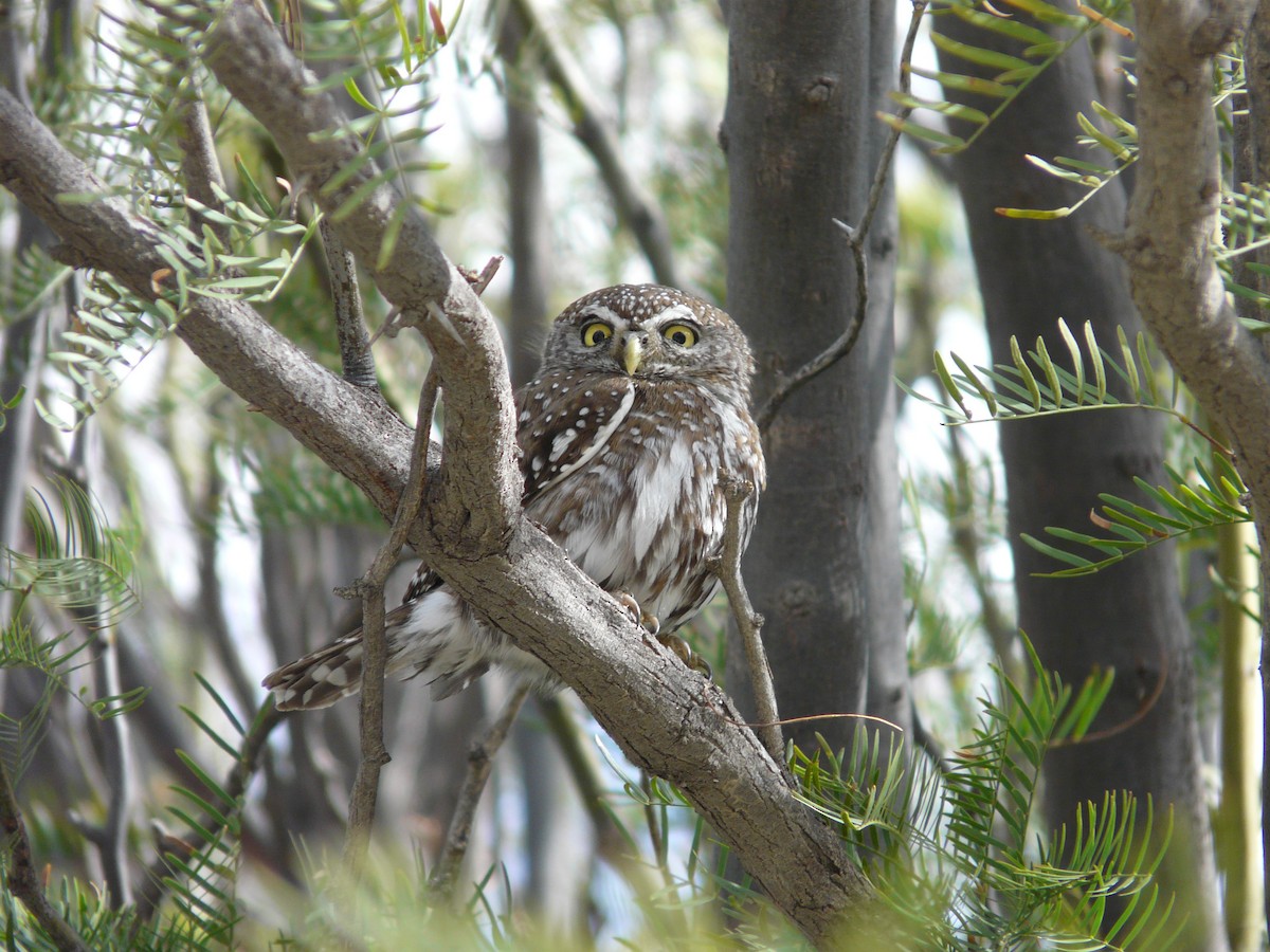 Pearl-spotted Owlet - ML620382886