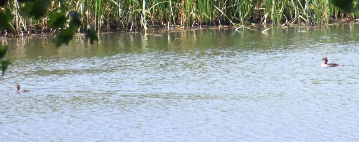 Hooded Merganser - ML620382887