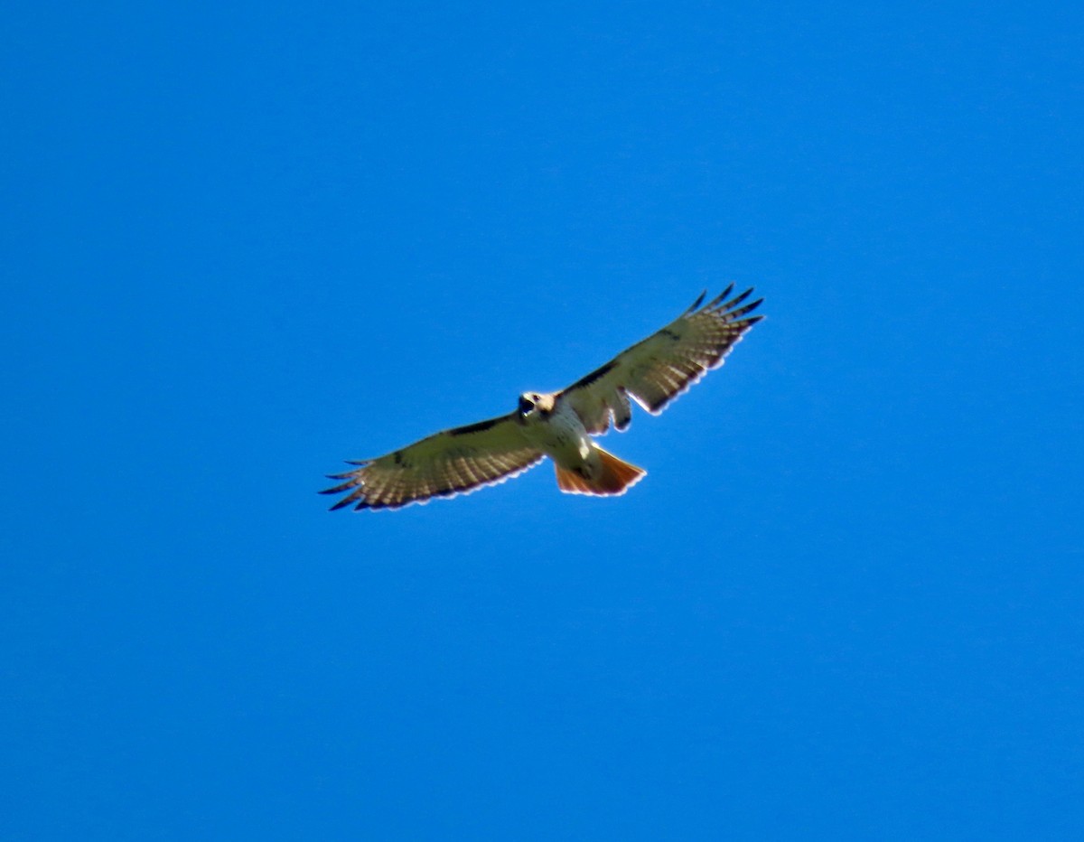 Red-tailed Hawk (borealis) - ML620382888