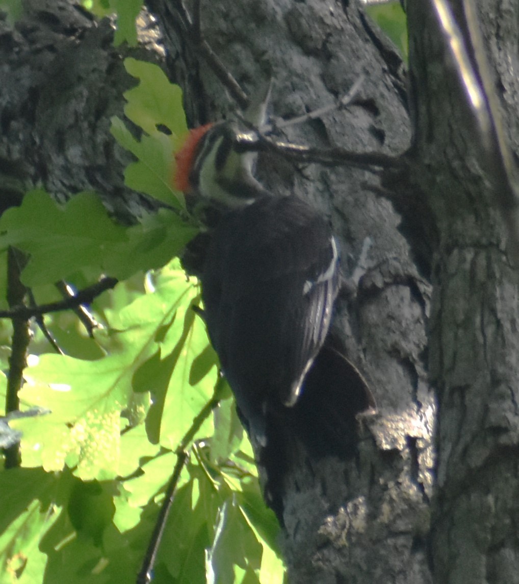 Pileated Woodpecker - Luis Munoz