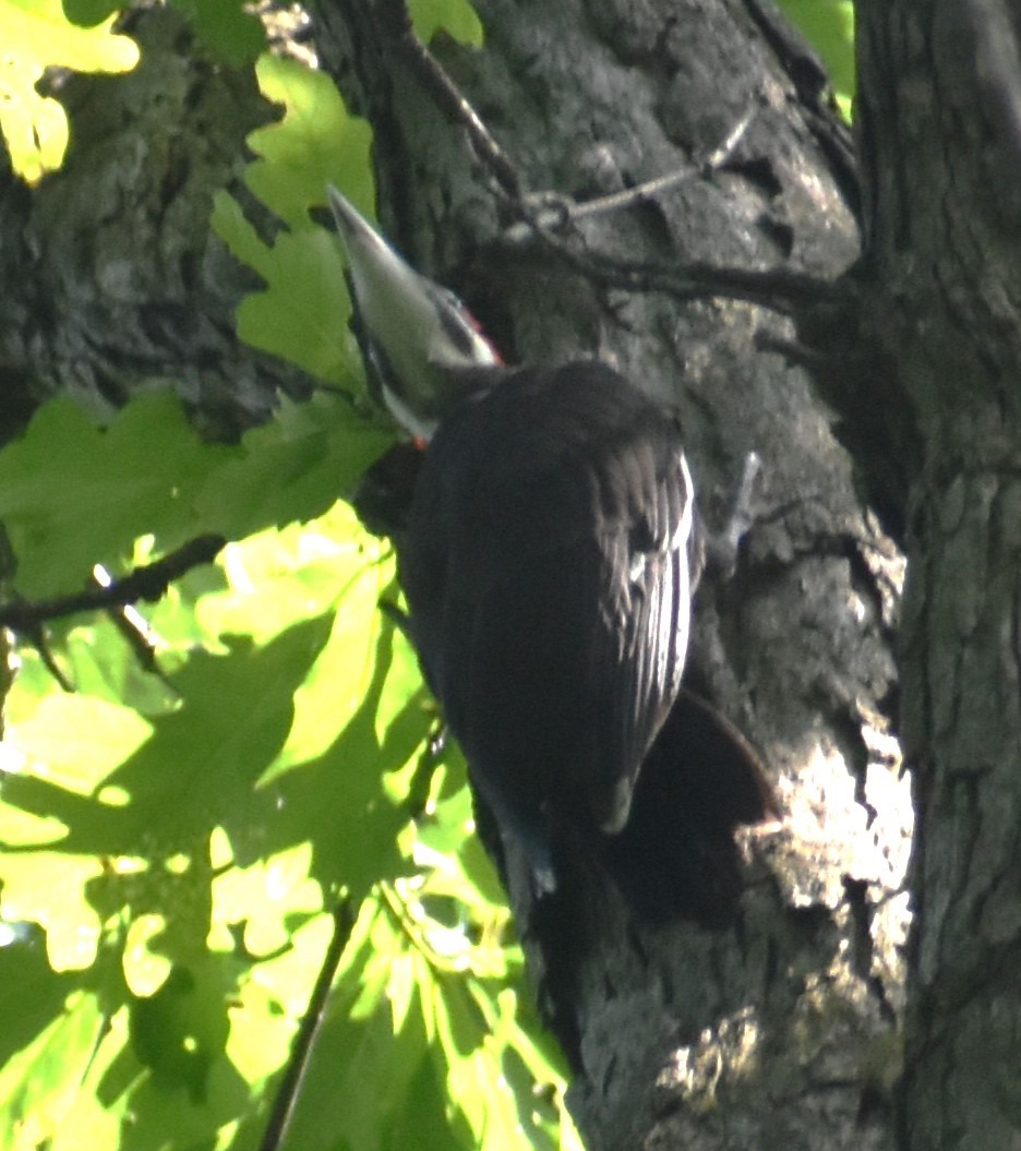 Pileated Woodpecker - ML620382892