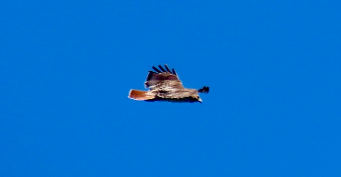 Red-tailed Hawk (borealis) - ML620382894