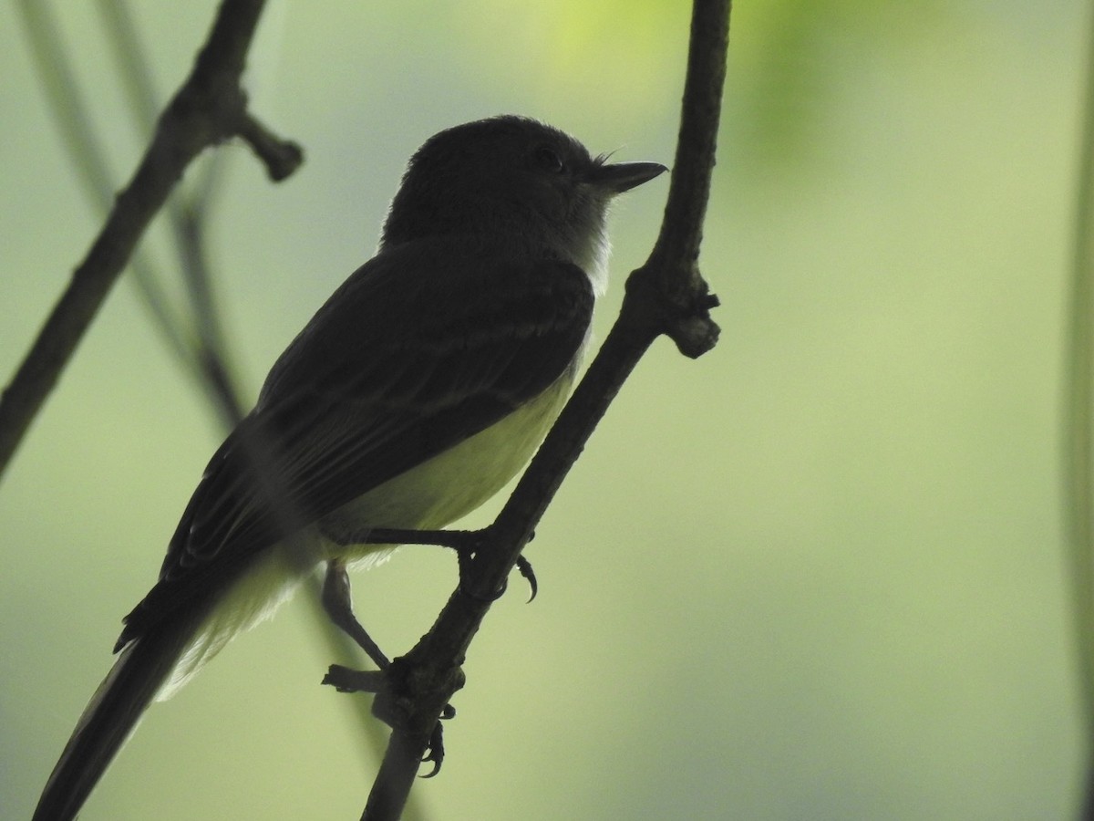 Eastern Phoebe - ML620382896