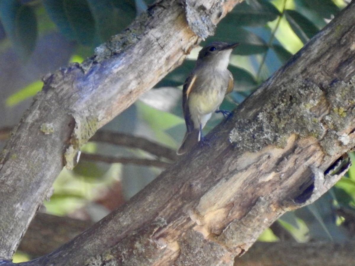 Eastern Phoebe - ML620382897