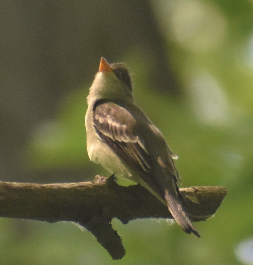 Eastern Wood-Pewee - ML620382902