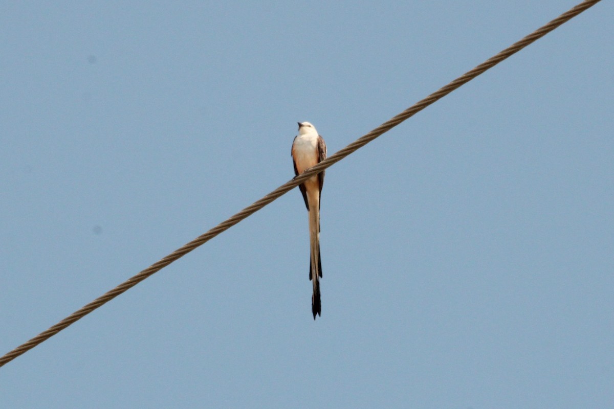 Scissor-tailed Flycatcher - ML620382908