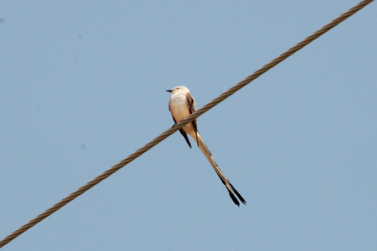 Scissor-tailed Flycatcher - ML620382911