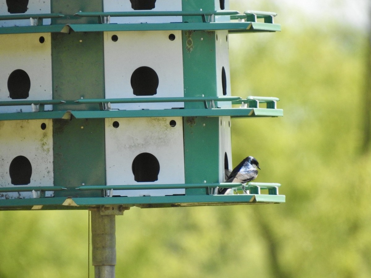 Golondrina Bicolor - ML620382926