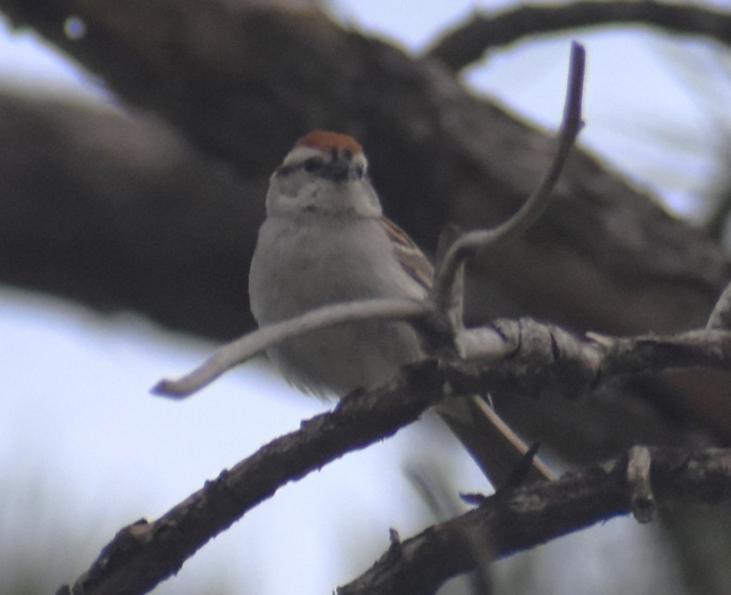 Chipping Sparrow - ML620382928