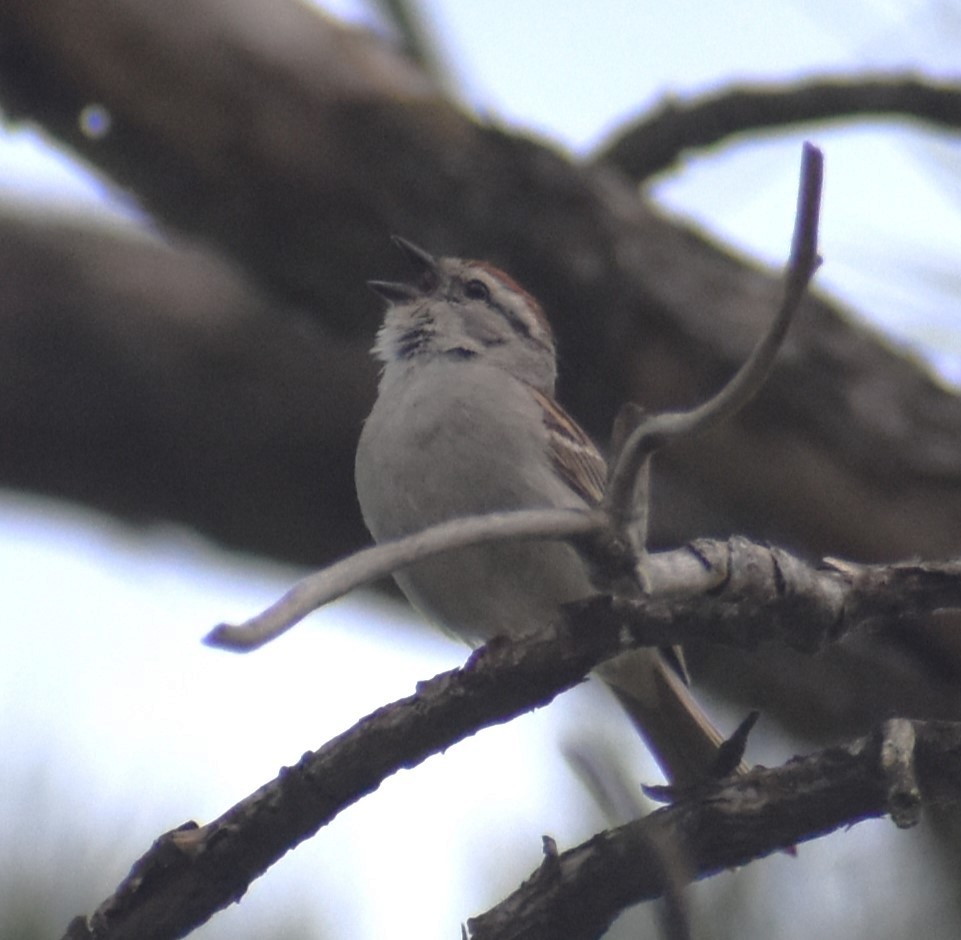 Chipping Sparrow - ML620382930