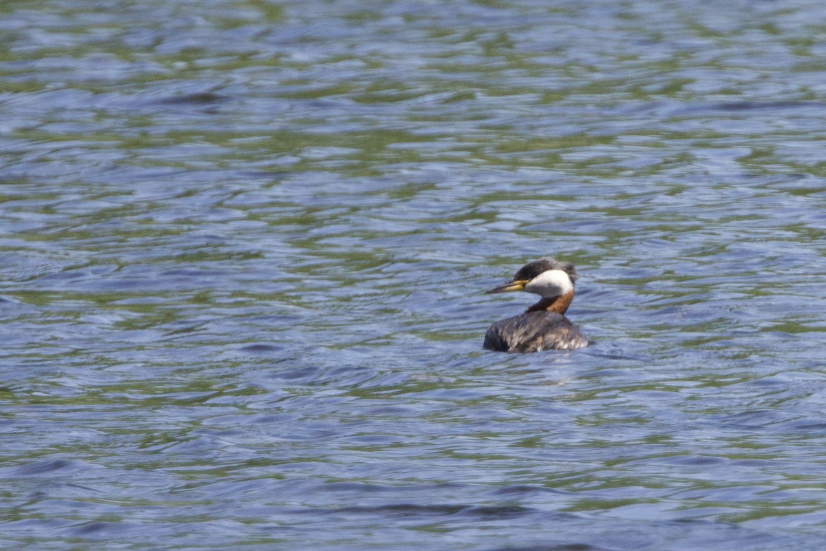 Red-necked Grebe - ML620382933